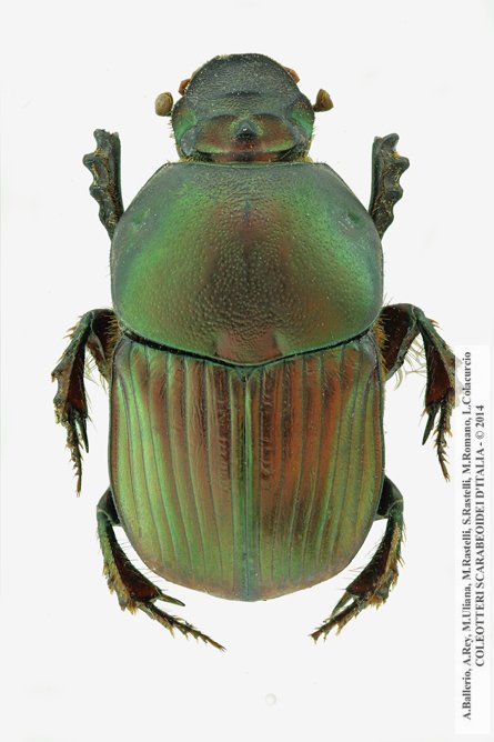 Onitis alexis septentrionalis, femmina